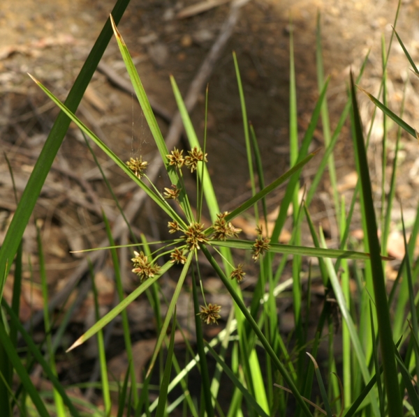 Cyperus vaginatus